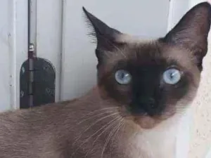 Gato raça Siamesa idade 1 ano nome Nina