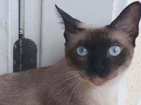 Gato ra a Siamesa idade 1 ano nome Nina