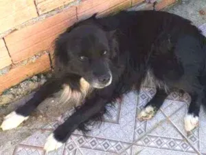 Cachorro raça SRD idade 6 ou mais anos nome SHEIK