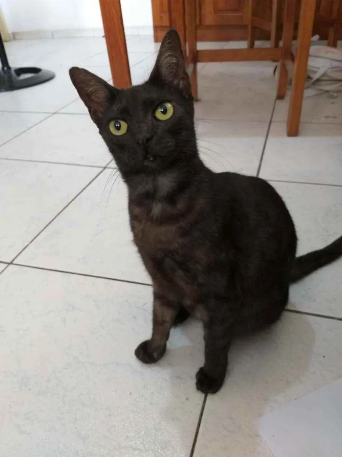 Gato ra a Sem raça  idade 2 anos nome Aurora