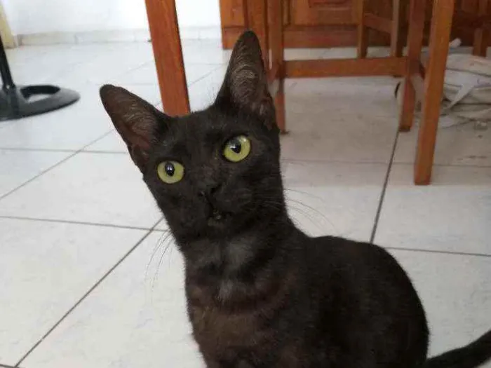 Gato ra a Sem raça  idade 2 anos nome Aurora