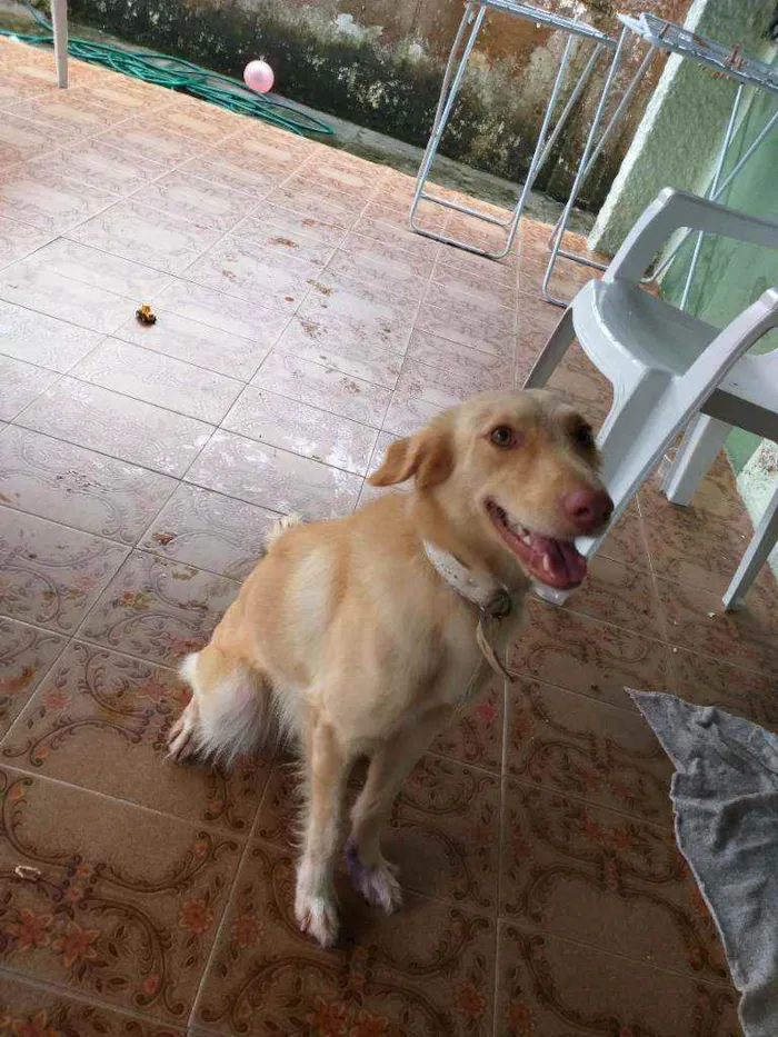 Cachorro ra a Sem raça  idade 2 anos nome Dominique 