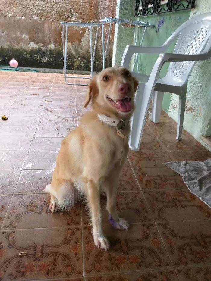 Cachorro ra a Sem raça  idade 2 anos nome Dominique 