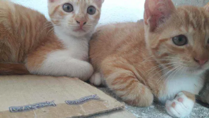 Gato raça Gato idade Abaixo de 2 meses nome Raul/Roy/pepeta e lu