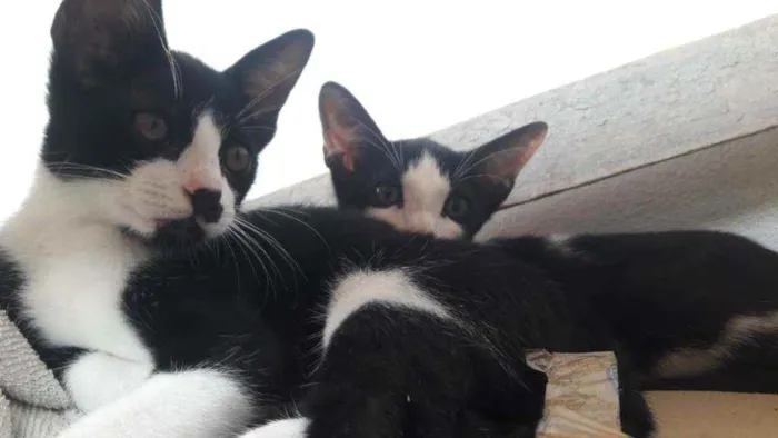 Gato raça Gato idade Abaixo de 2 meses nome Raul/Roy/pepeta e lu
