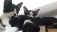 Raul/Roy/pepeta e lu