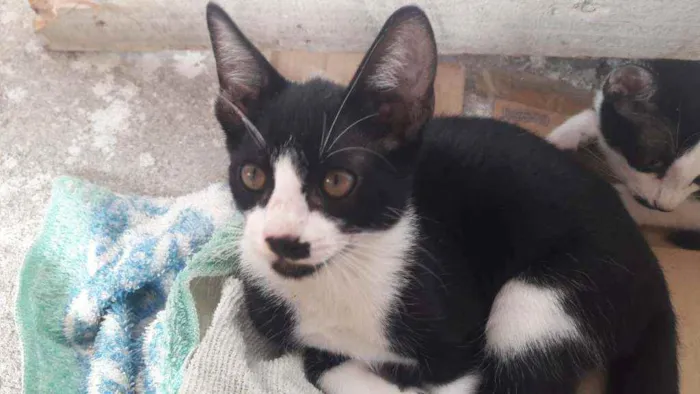 Gato raça Gato idade Abaixo de 2 meses nome Raul/Roy/pepeta e lu