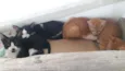 Raul/Roy/pepeta e lu