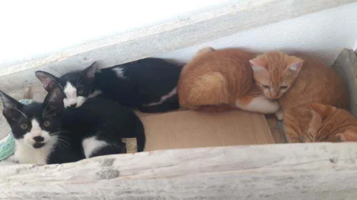 Gato raça Gato idade Abaixo de 2 meses nome Raul/Roy/pepeta e lu