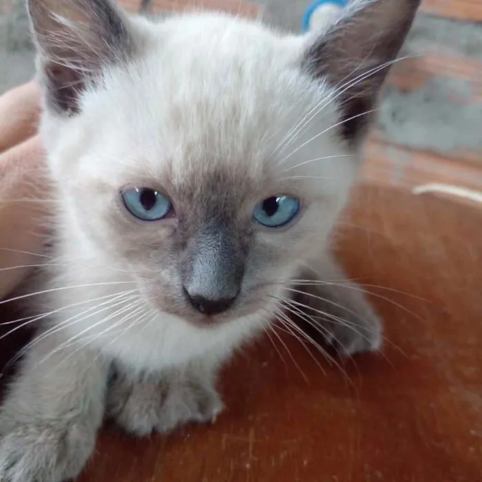Gato ra a  idade Abaixo de 2 meses nome Não sei 