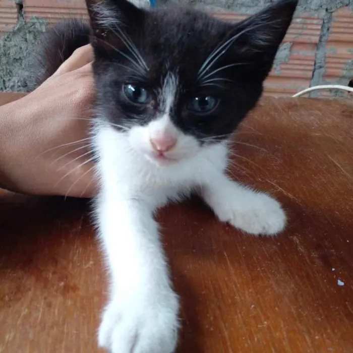 Gato ra a  idade Abaixo de 2 meses nome Não sei 
