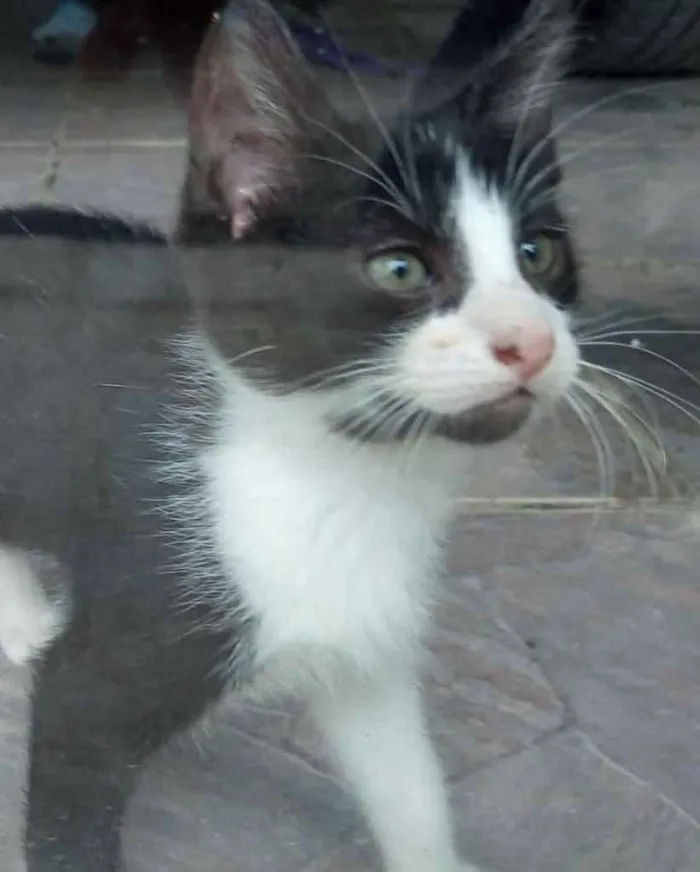 Gato ra a  idade Abaixo de 2 meses nome Não sei 