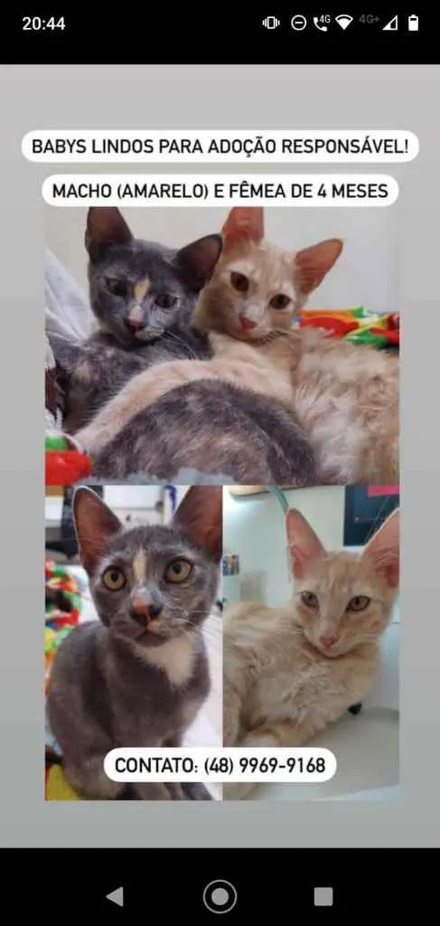 Gato ra a  idade Abaixo de 2 meses nome Não sei 