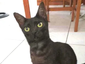 Gato raça Sem raça  idade 2 anos nome Aurora