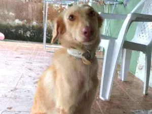 Cachorro raça Sem raça  idade 2 anos nome Dominique 