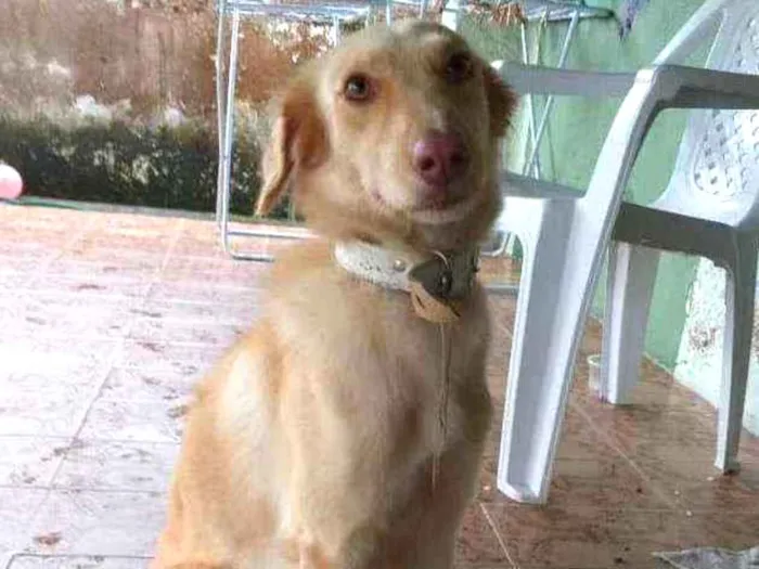 Cachorro ra a Sem raça  idade 2 anos nome Dominique 