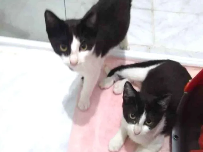 Gato ra a  idade Abaixo de 2 meses nome Não sei 