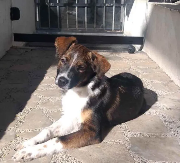 Cachorro ra a  idade 7 a 11 meses nome Léo 