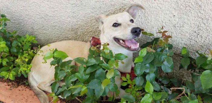 Cachorro ra a SRD idade 1 ano nome Bolo