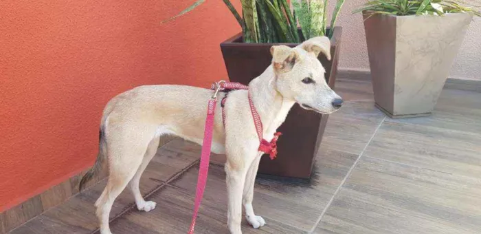 Cachorro ra a SRD idade 1 ano nome Bolo