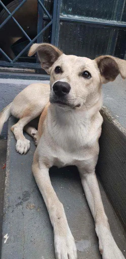 Cachorro ra a SRD idade 1 ano nome Bolo