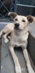 Bolo