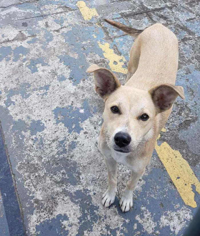 Cachorro ra a SRD idade 1 ano nome Bolo