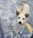 Bolo