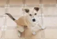 Bolo