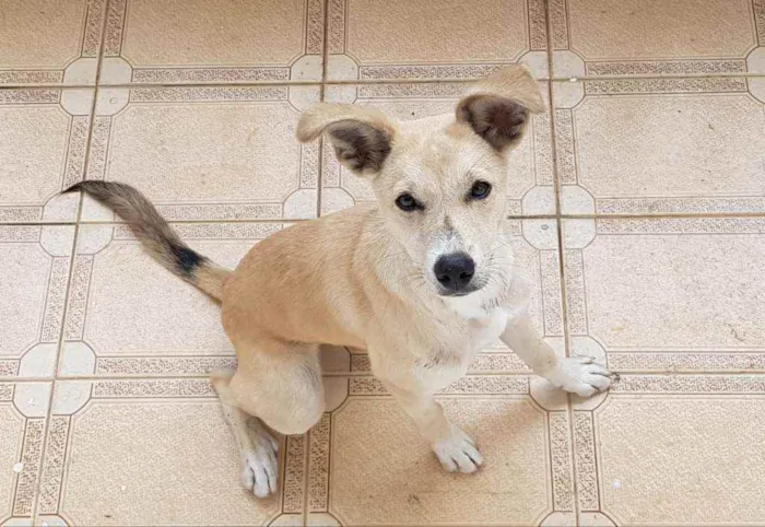 Cachorro ra a SRD idade 1 ano nome Bolo