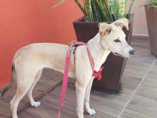 Cachorro ra a SRD idade 1 ano nome Bolo
