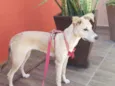 Bolo