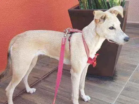 Cachorro ra a SRD idade 1 ano nome Bolo