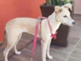 Bolo