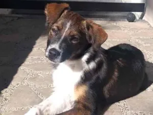 Cachorro raça  idade 7 a 11 meses nome Léo 