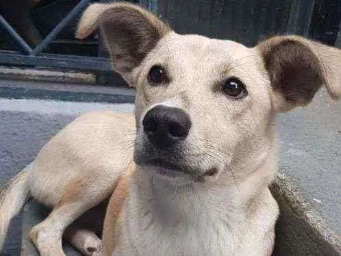 Cachorro ra a SRD idade 1 ano nome Bolo