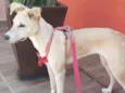 Bolo