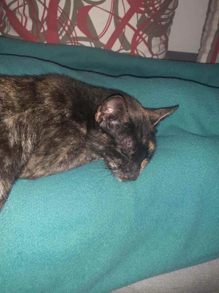 Gato raça Normal idade 7 a 11 meses nome Nina