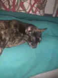 Nina