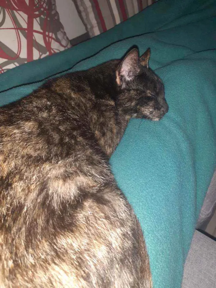 Gato raça Normal idade 7 a 11 meses nome Nina