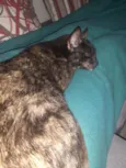 Nina