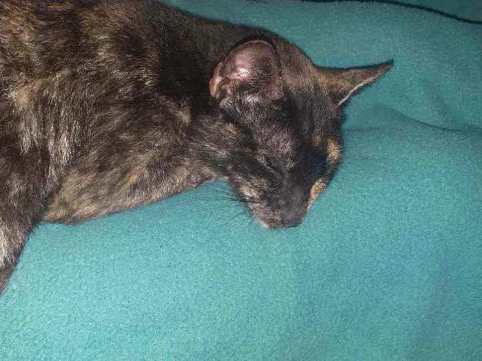 Gato raça Normal idade 7 a 11 meses nome Nina