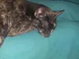 Nina