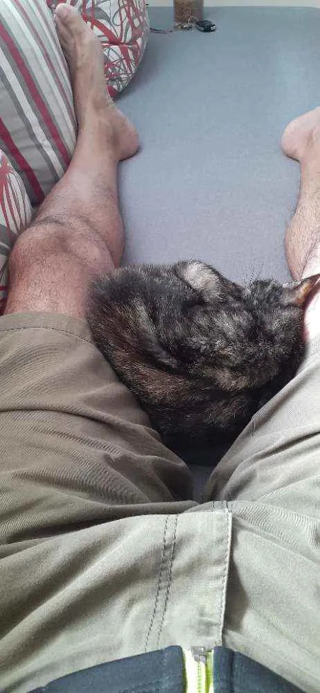 Gato raça Normal idade 7 a 11 meses nome Nina