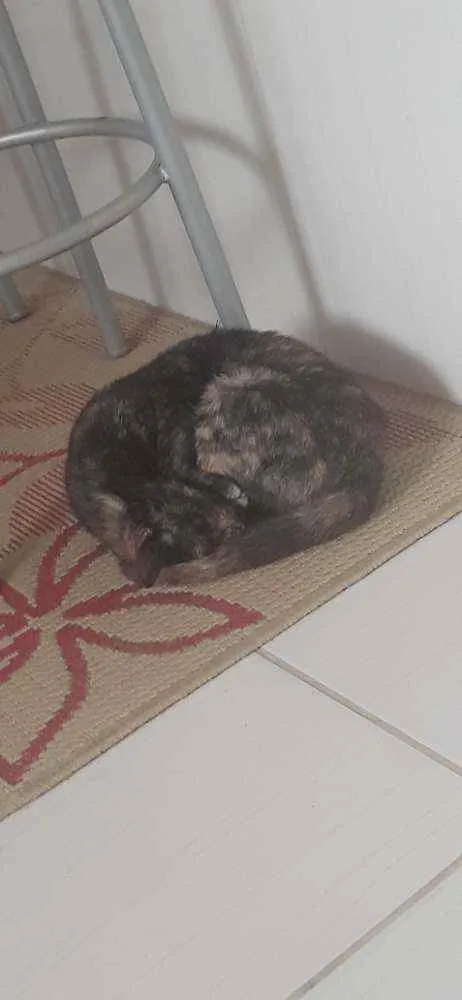 Gato raça Normal idade 7 a 11 meses nome Nina