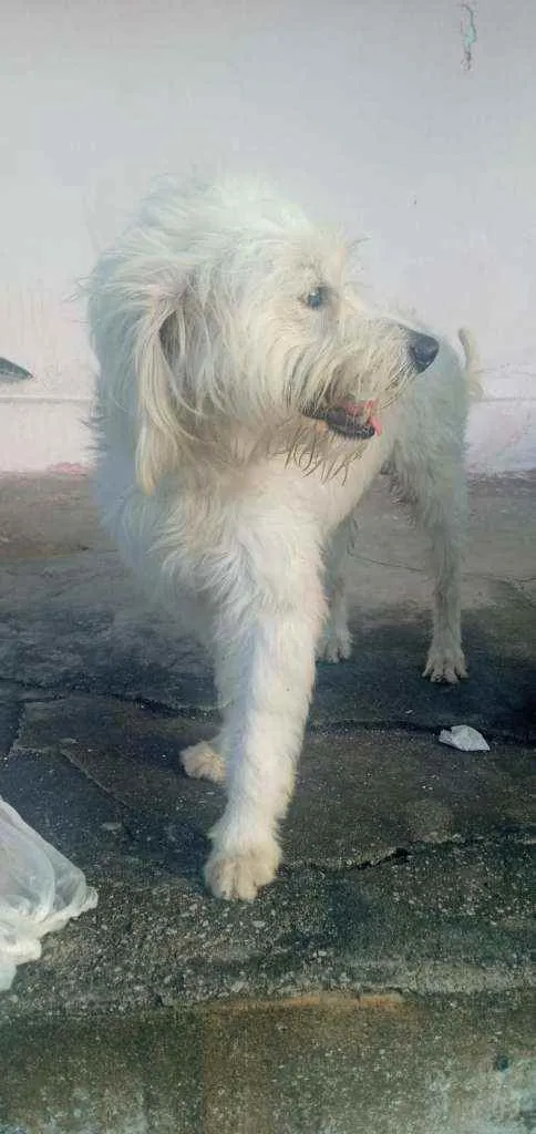 Cachorro raça  idade  nome Flocos 