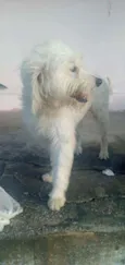 Flocos