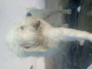 Cachorro raça  idade  nome Flocos 