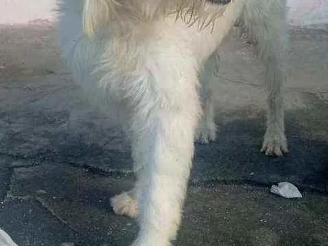 Cachorro raça  idade  nome Flocos 