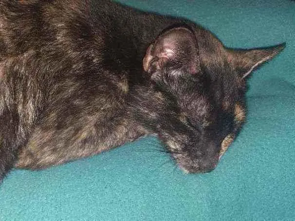 Gato raça Normal idade 7 a 11 meses nome Nina